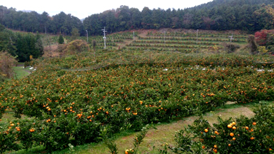茜塩みかん(福岡・山川産)の宅配通販