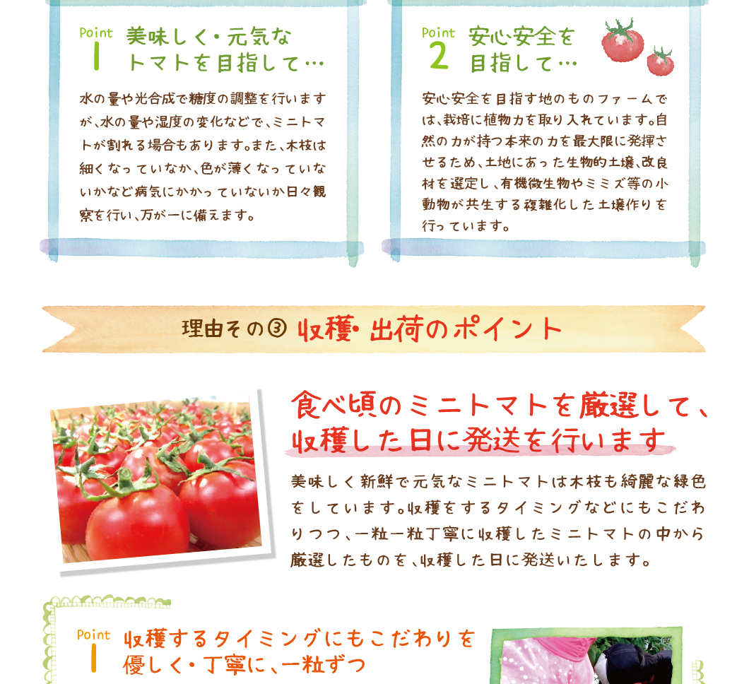 食べごろのミニトマトを厳選して、収穫した日に発送を行います