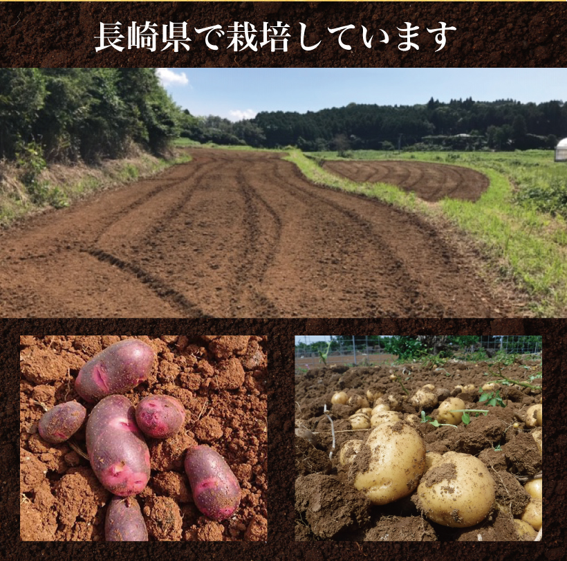 長崎県の自然豊かな環境で栽培