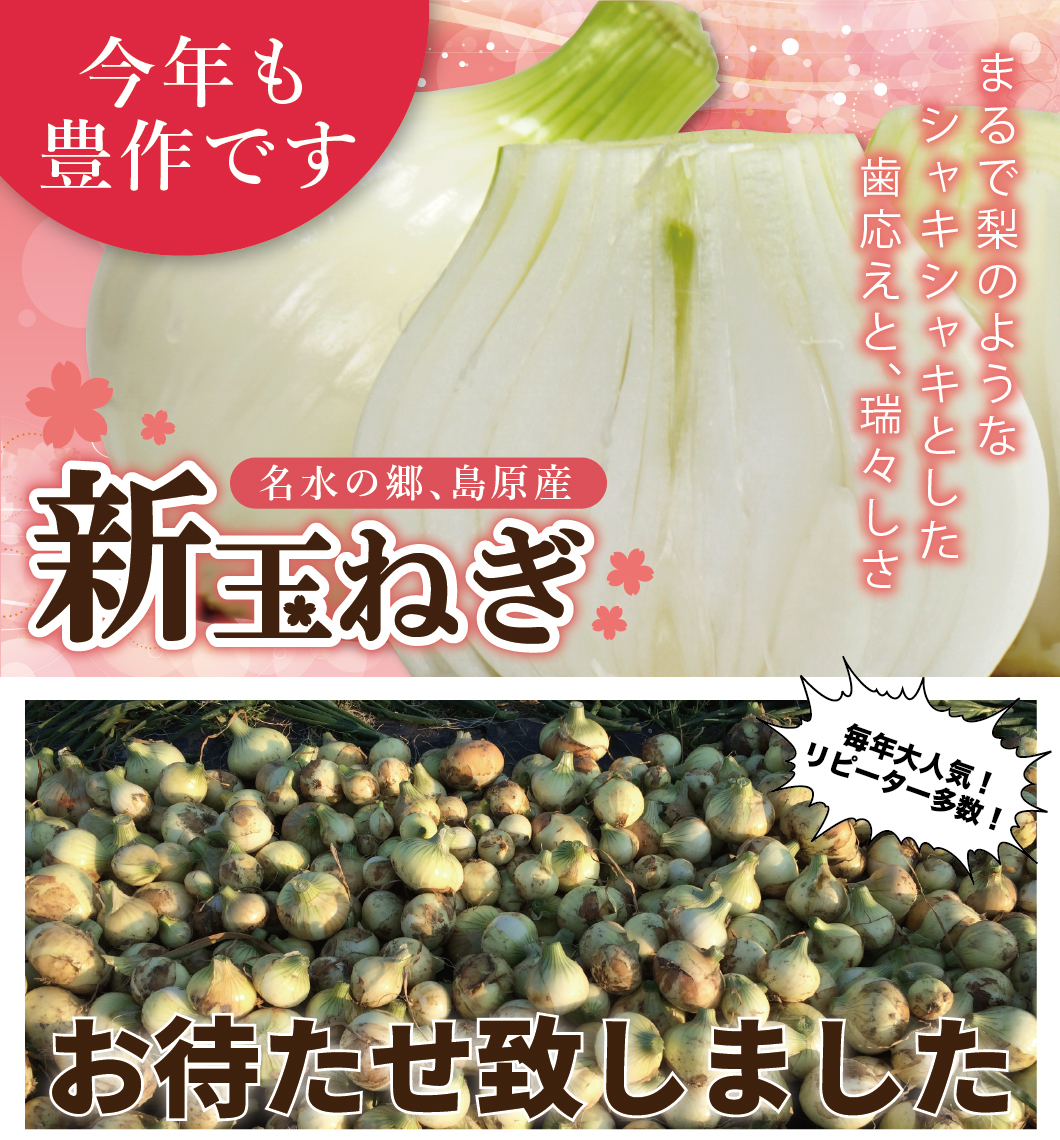 新玉ねぎまもなく販売スタートです!