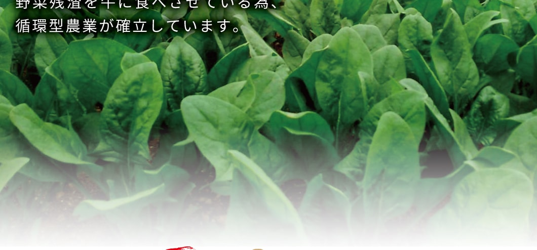 野菜残渣は牛に食べさせています