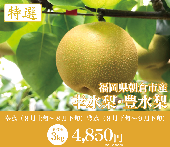 福岡県梨(特選)