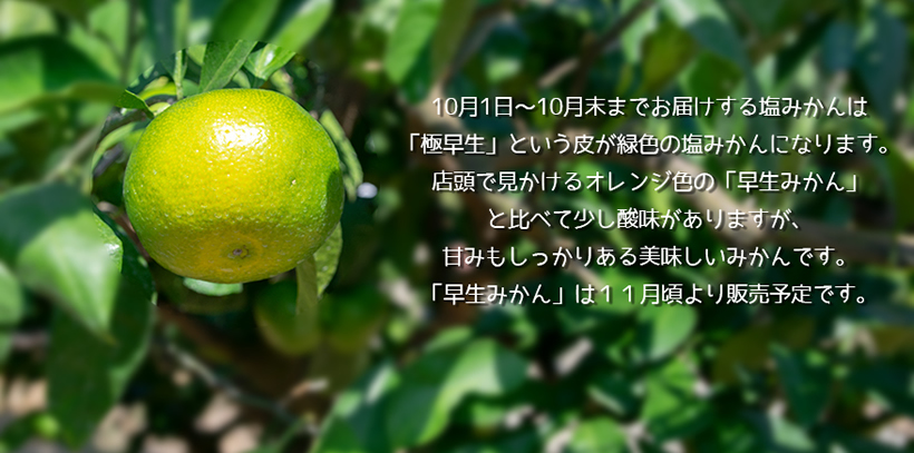 福岡県山川産の塩みかん