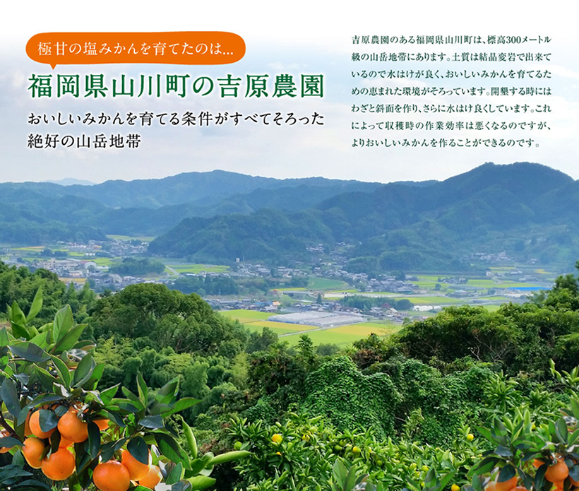 塩みかんだからできた極甘のおいしさ