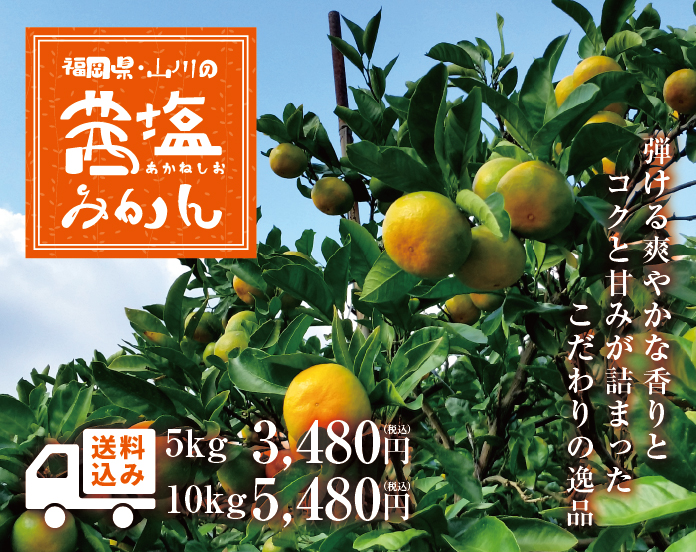超極早生茜塩みかん
