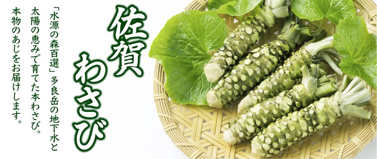 佐賀わさび