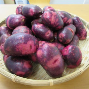 通販だけでなく、ラジオショッピングでも大好評だったグラウンドペチカを今年も販売致します。<br />
また、インカのめざめに続く新しい品種のじゃがいもの栽培・販売も致します!