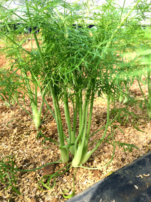 イタリア野菜の栽培