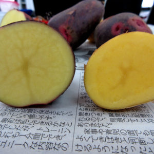 皮が特徴的なグラウンドペチカ、ホクホク栗のようなながさき黄金どちらも大好評でした。<br />