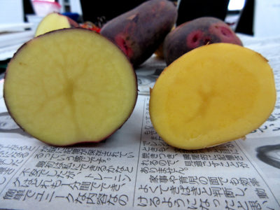 今年の春作じゃがいもにつきまして