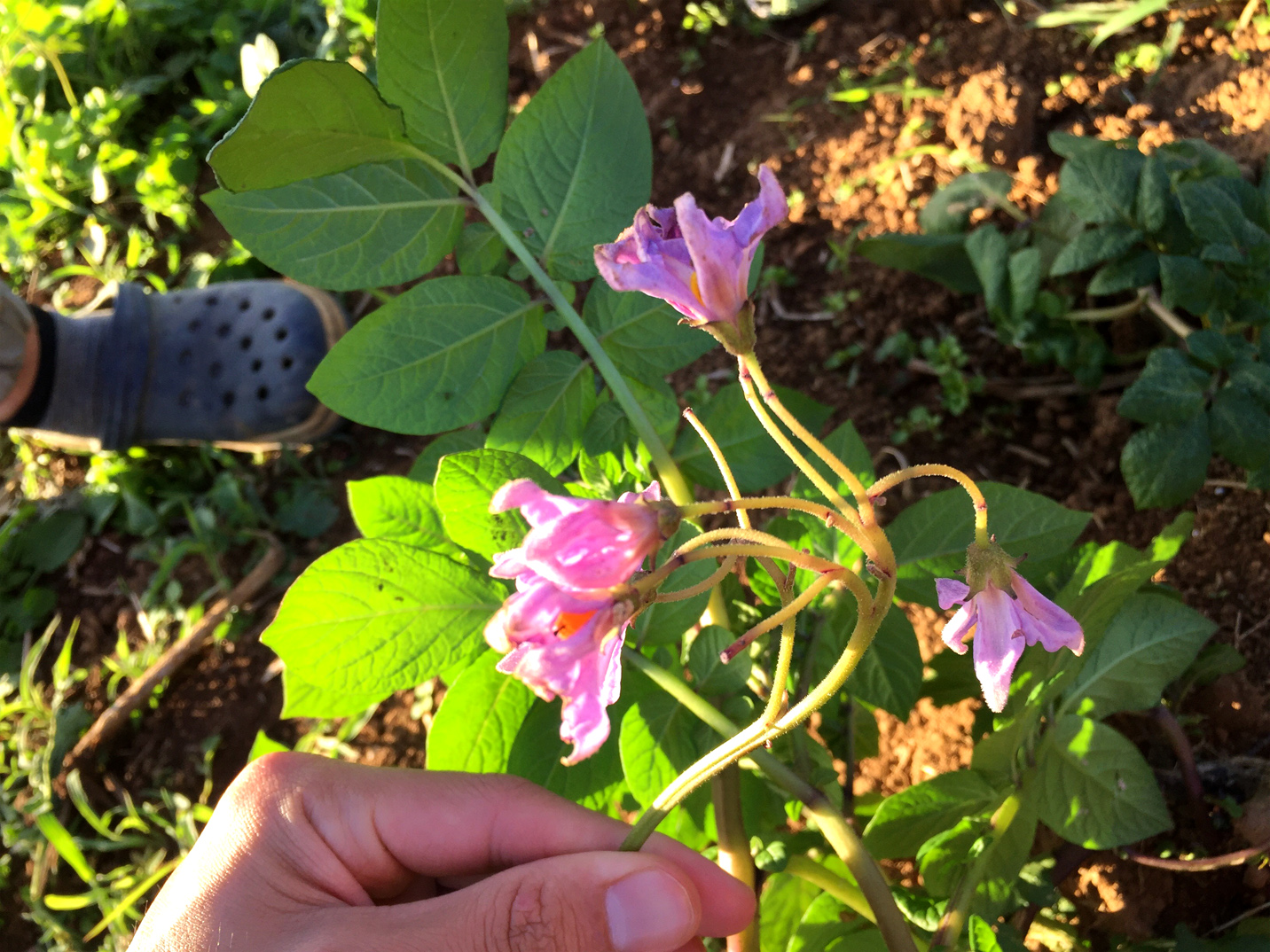 グラウンドペチカの花は綺麗な薄紫色です。