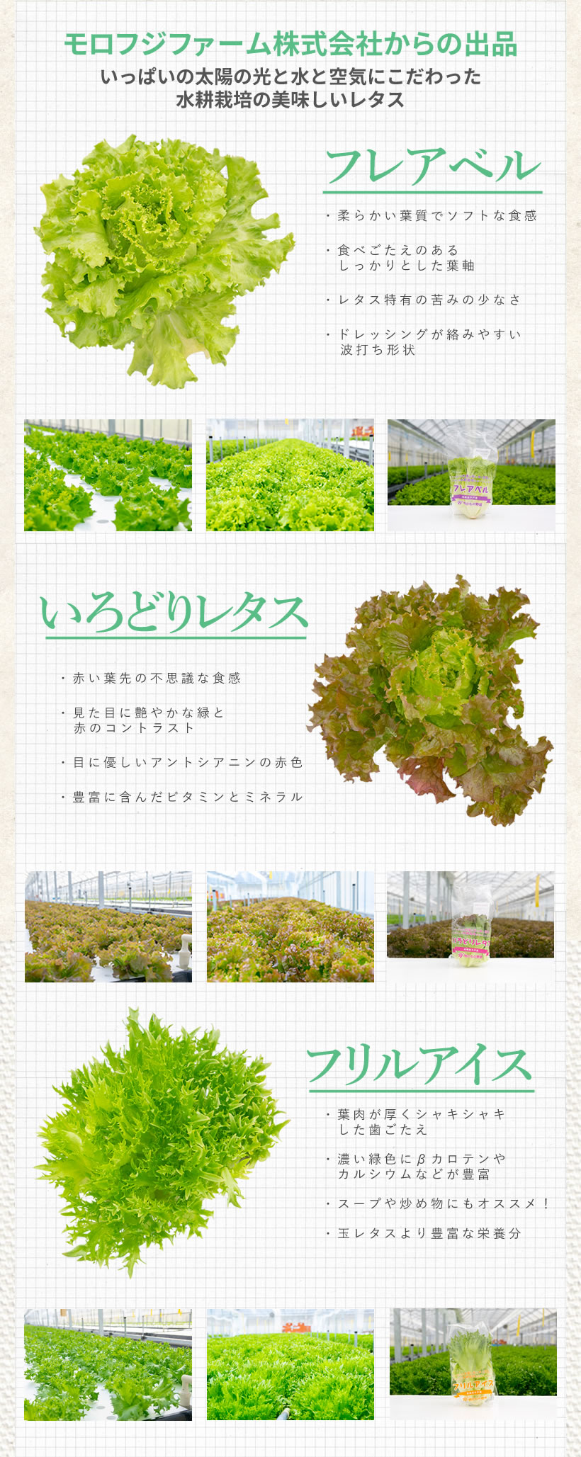 レタスの紹介